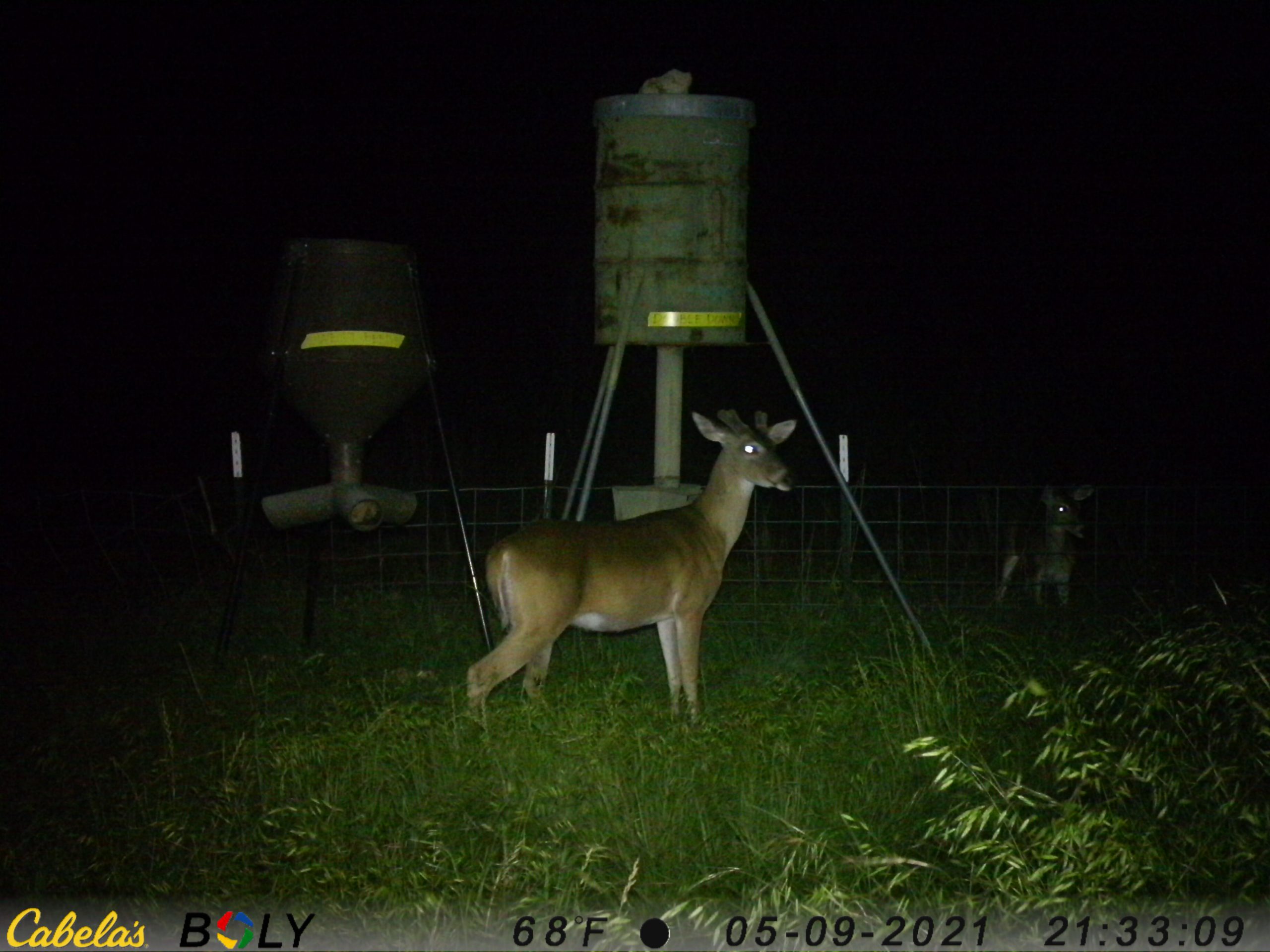 Battle of the Deer Protein Brands Double Down vs. West Feeds, round 2
