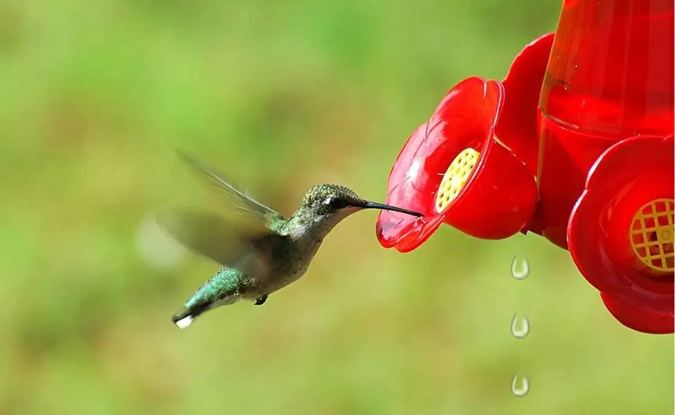 Why Do Hummingbird Feeders Leak? Guide to Ensure a DripFree Experience