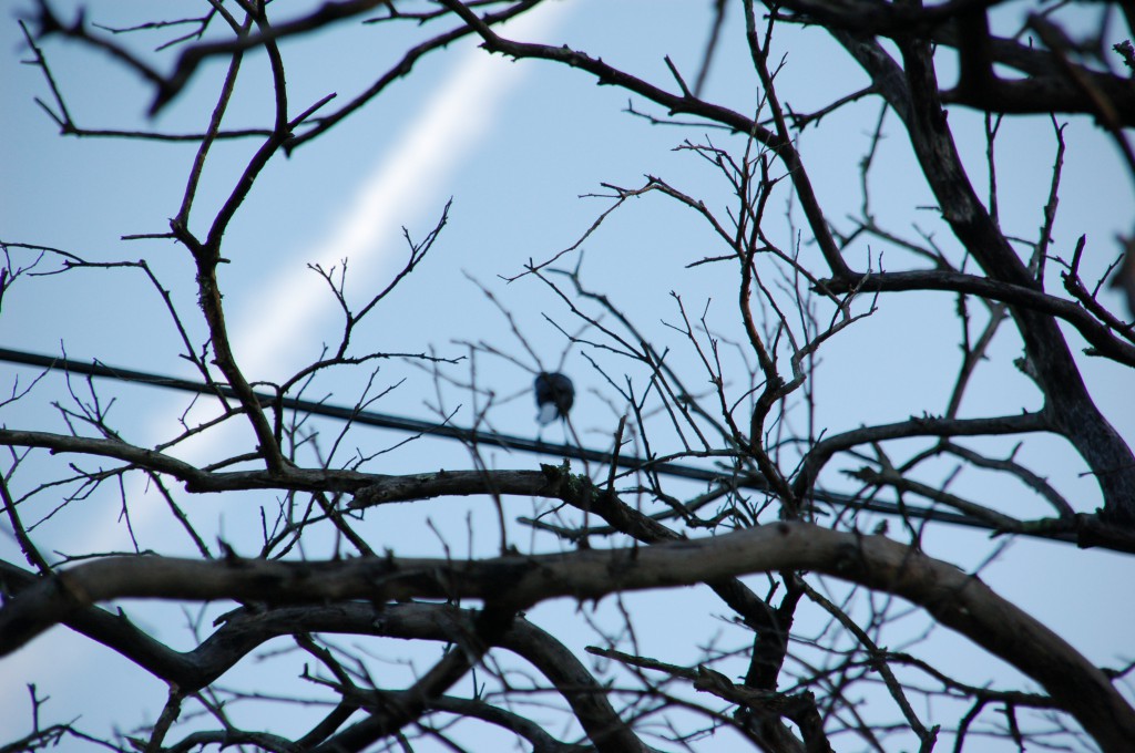 Black colored bird with white feathers on tail (Grackle?) FeederWatch
