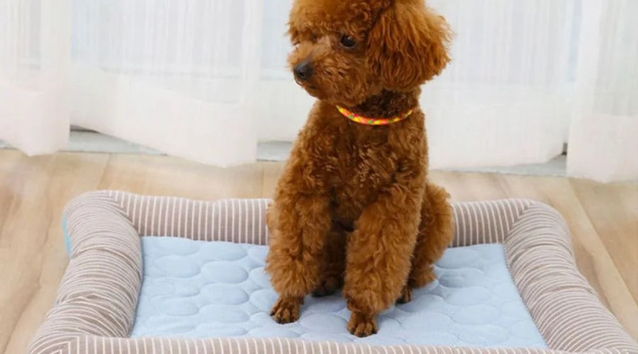 Explore The Best Dog Bed Covers For Your Dogs Feedhour