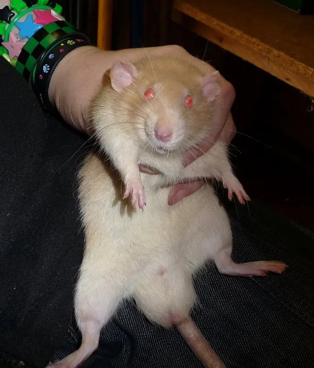 Handling a rat Feeding Nature