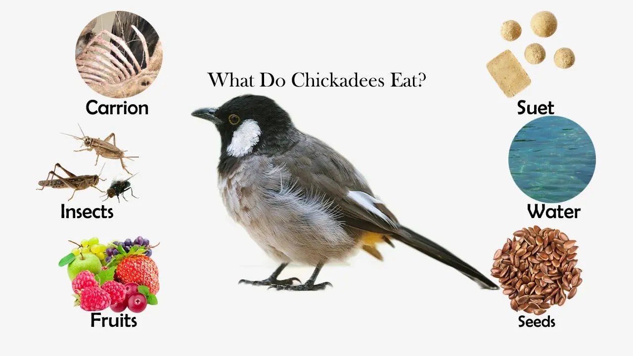 What Do Chickadees Eat? Feeding Nature