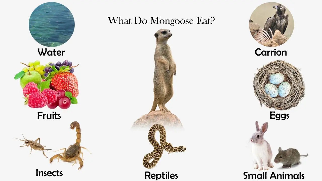 What Do Mongoose Eat? Feeding Nature