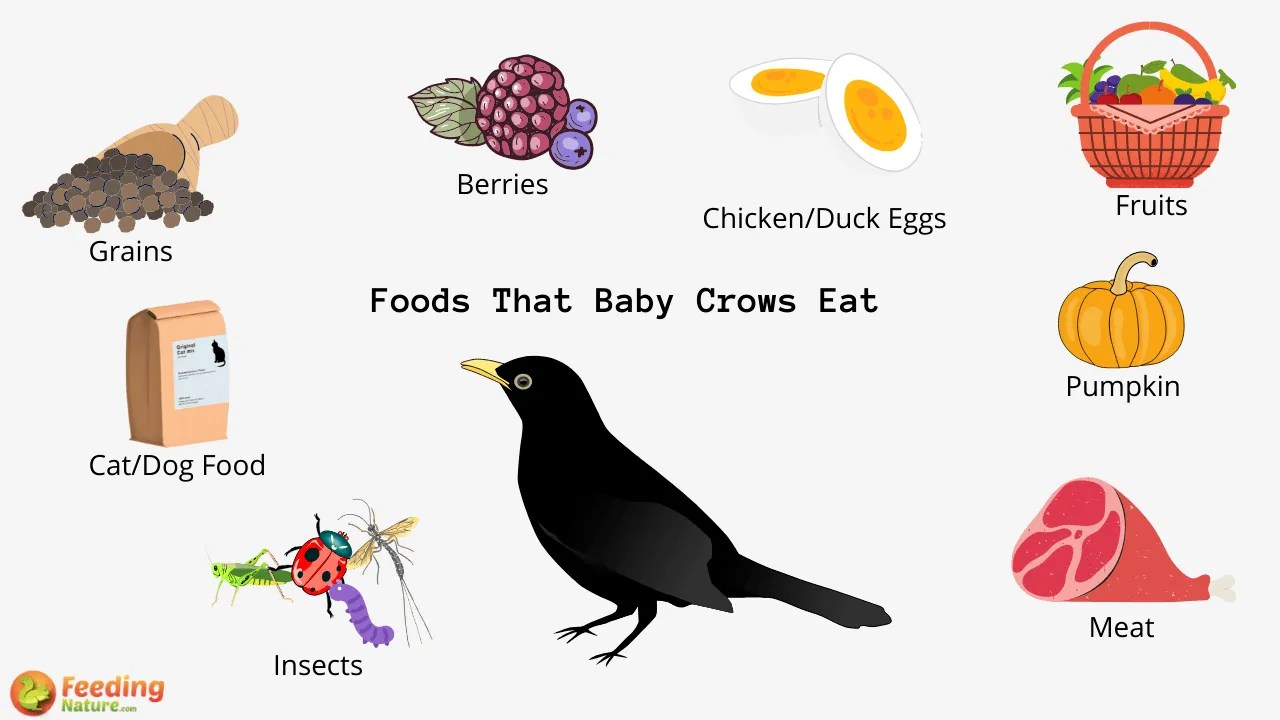 What Do Baby Crows Eat? Feeding Nature