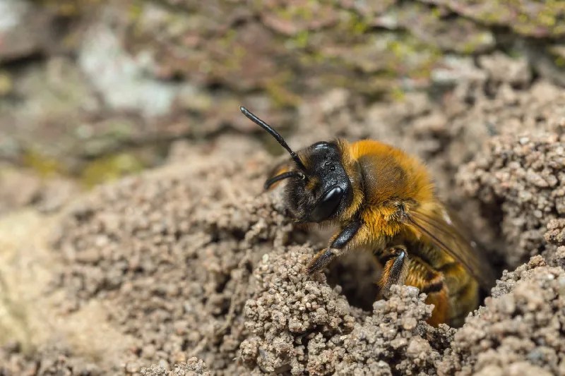 What Do Ground Bees Eat?