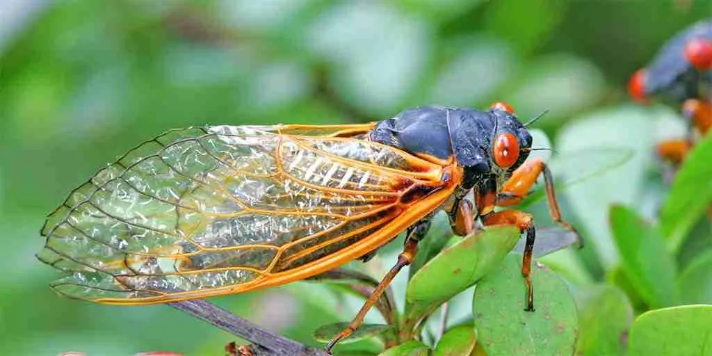 What Do Green Cicadas Eat?