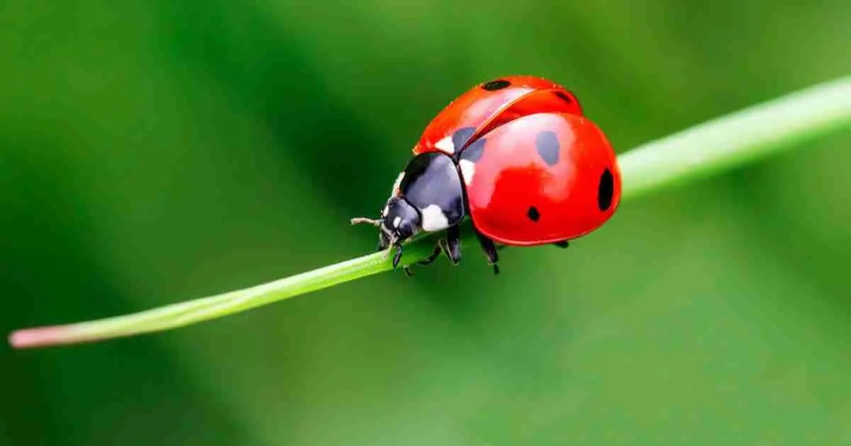 What Do Baby Ladybugs Eat?