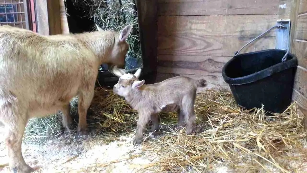 What do Nigerian dwarf goats eat?