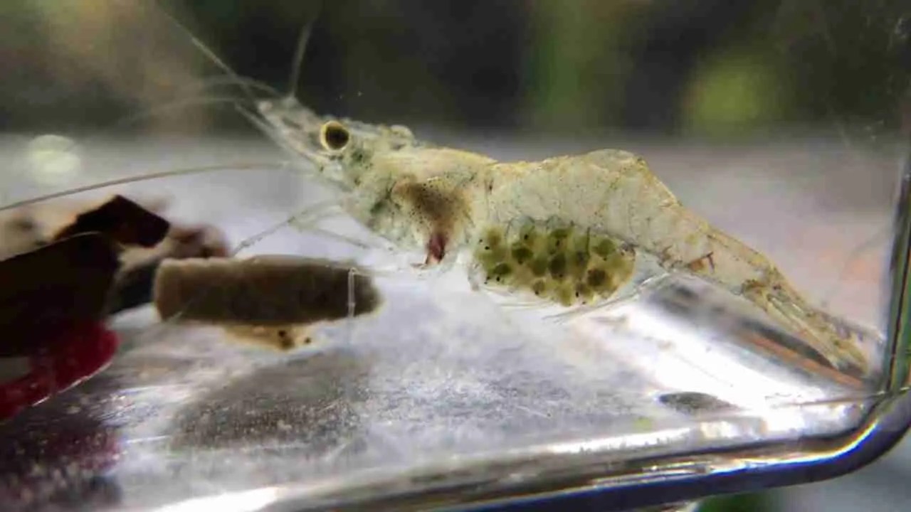 What Do Baby Ghost Shrimp Eat?