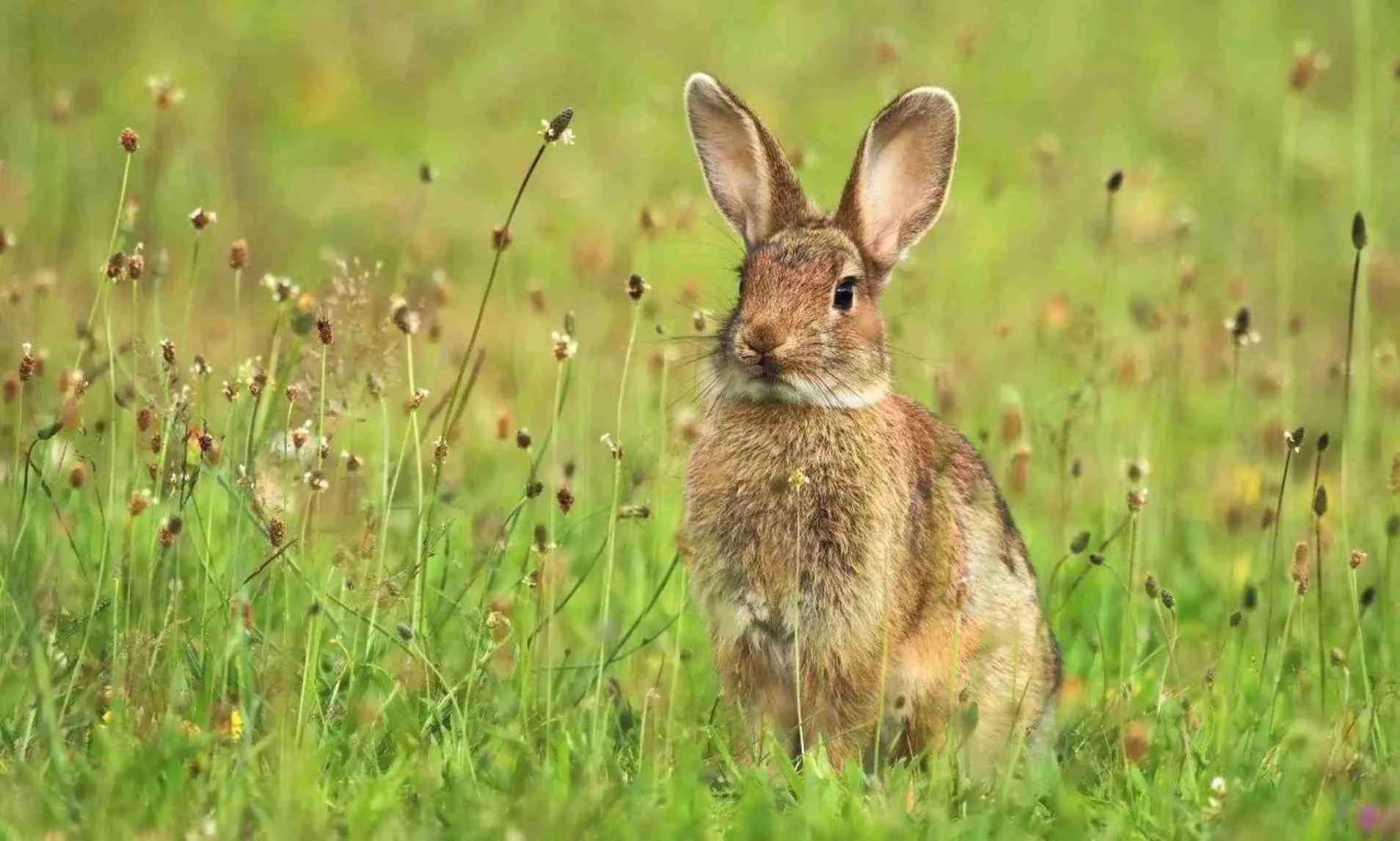 What Do Wild Bunnies Eat?