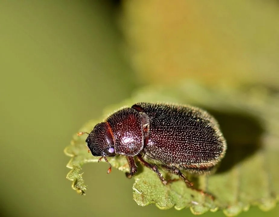 What Do June Bugs Eat?