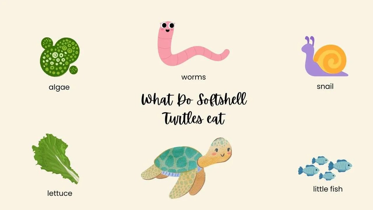 What Do Softshell Turtles Eat?