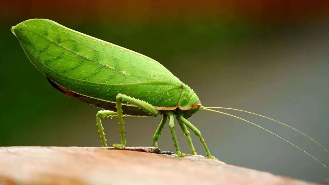 What do leaf bugs eat?