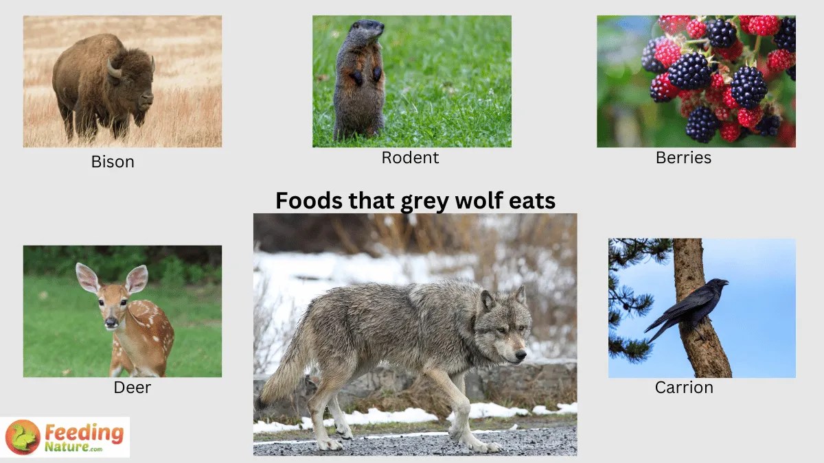 What Do Gray Wolves Eat? Unveiling the Culinary Adventures Feeding Nature