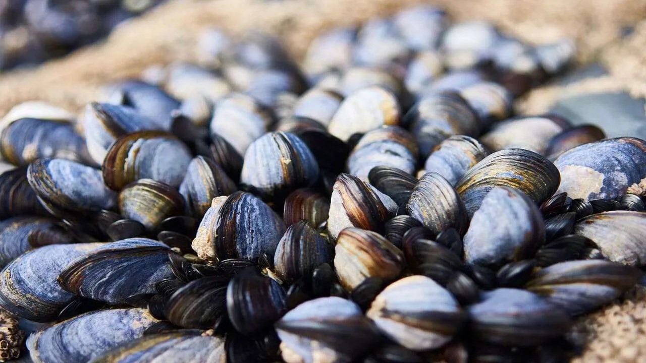 What Do Mussels Eat [Seasonal food habits of mussels] Feeding Nature