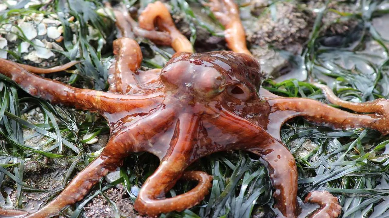 What Do Tree Octopus Eat [12+ Foods They Love]