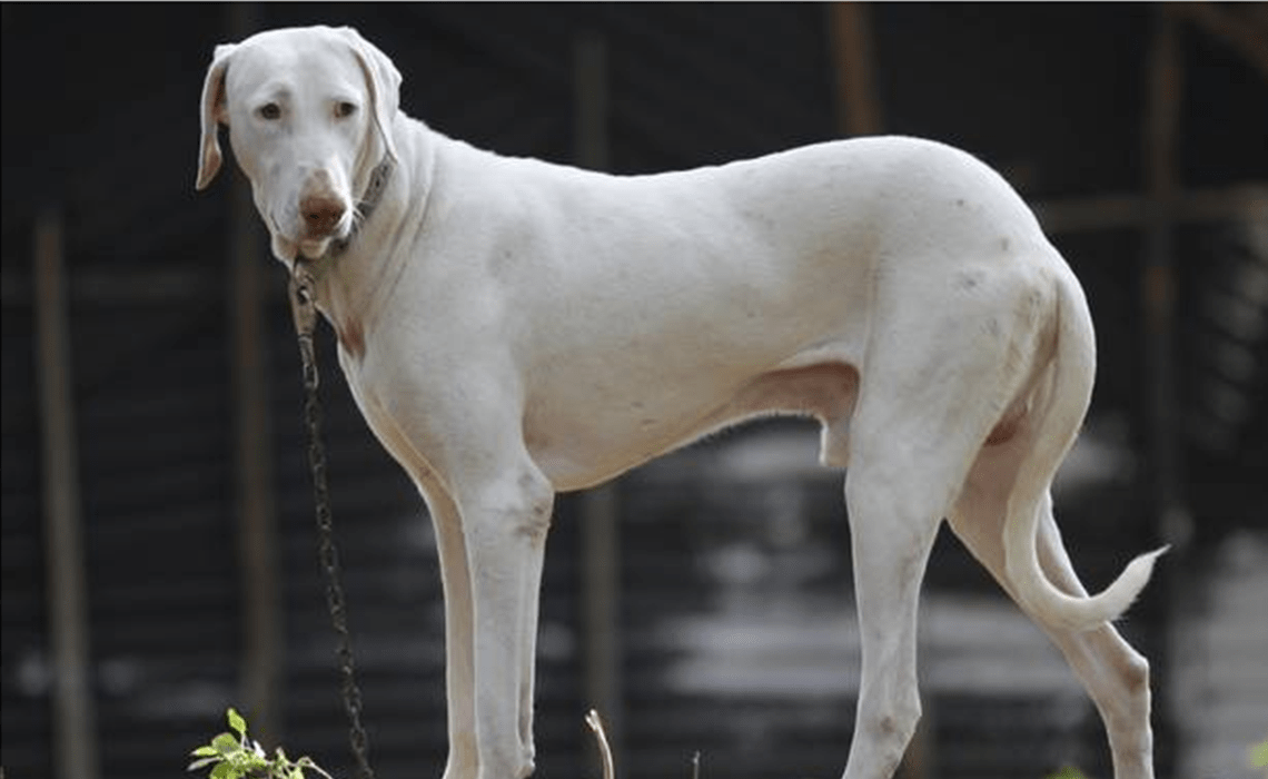 These Indian Dog Breeds Are Dying Because Of Our Obsession