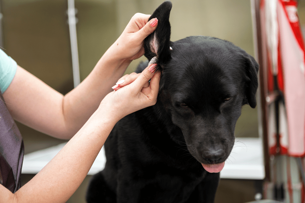How To Properly Clean Your Dogs Ears Blog