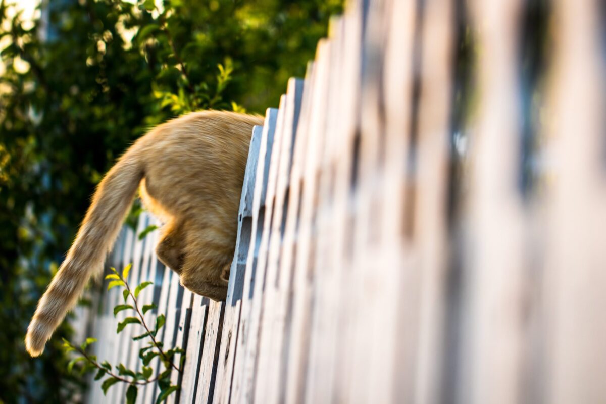 Cat Biting its Tail? Feed Stray Cats