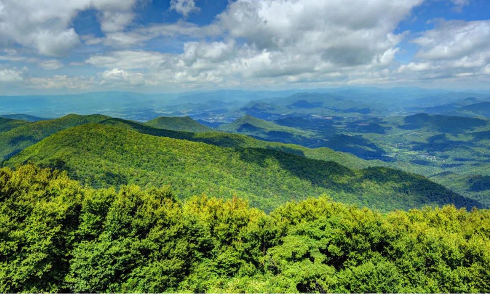 Springer Mountain Farms Chicken - Feed the Party