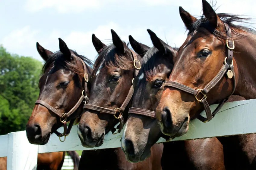 Feeding the Laminitic Horse