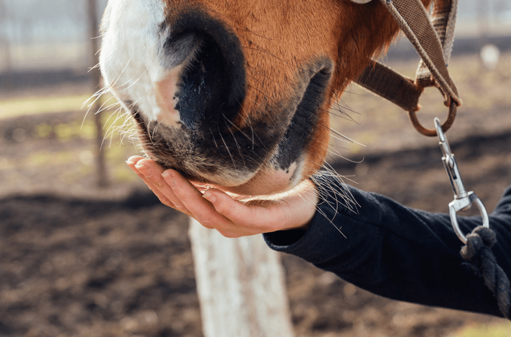 Vitamin K for Horses