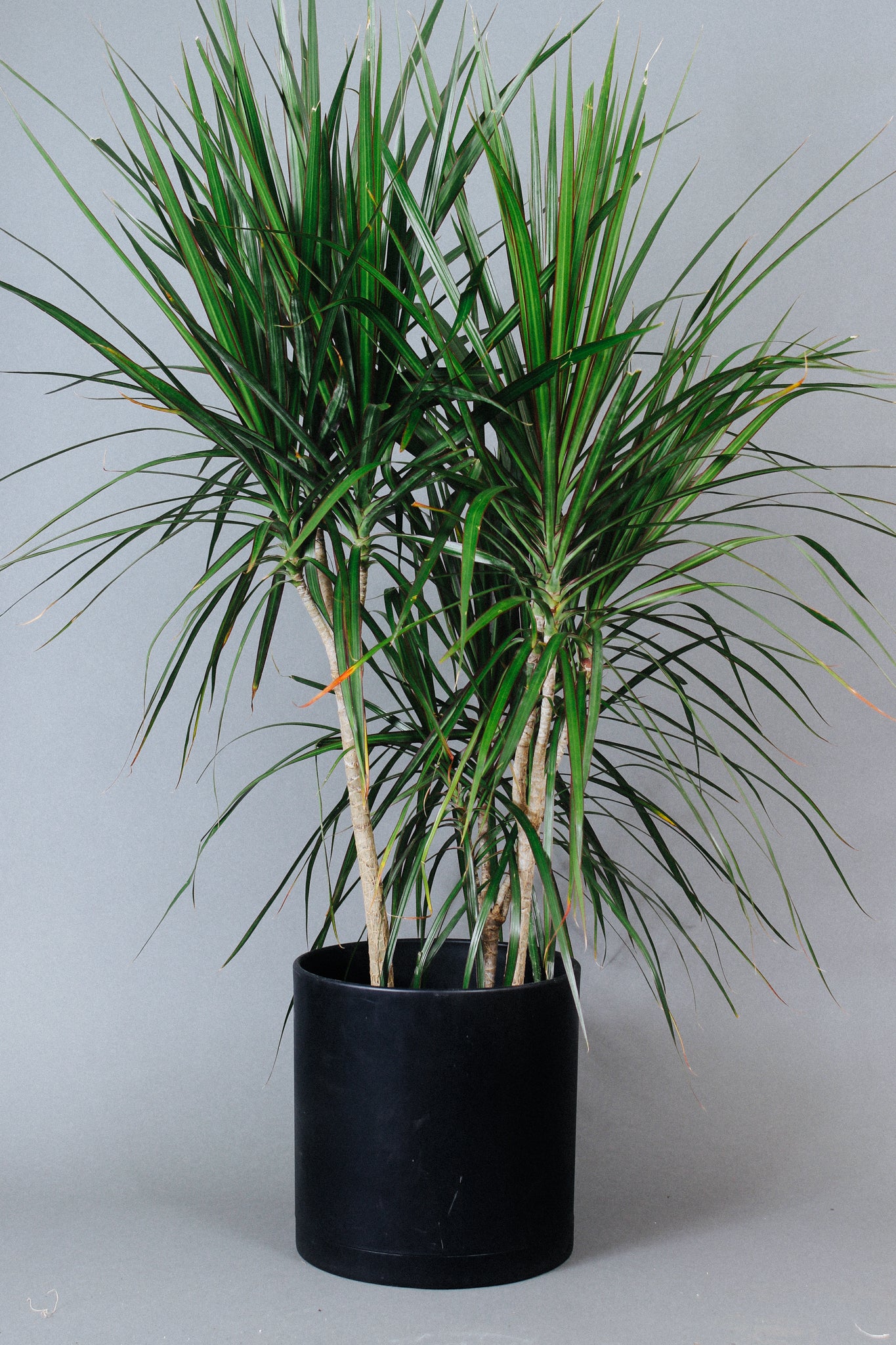How To Care For The Dracaena Marginata Grounded