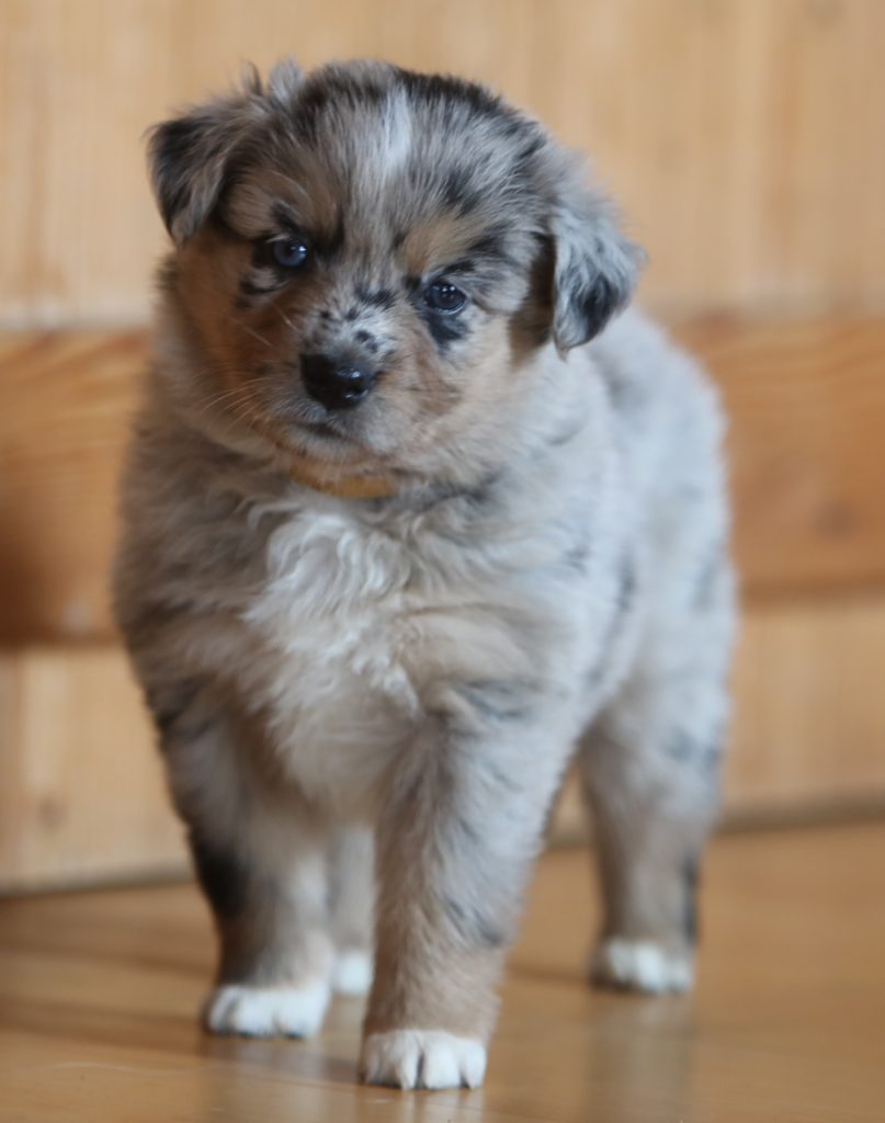Our Australian shepherds Feeling Rainbow