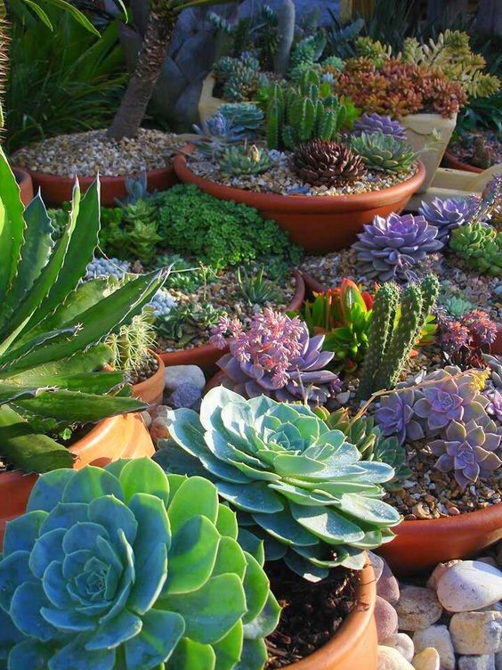 20+ Succulent Plants For A Look Of Your Garden