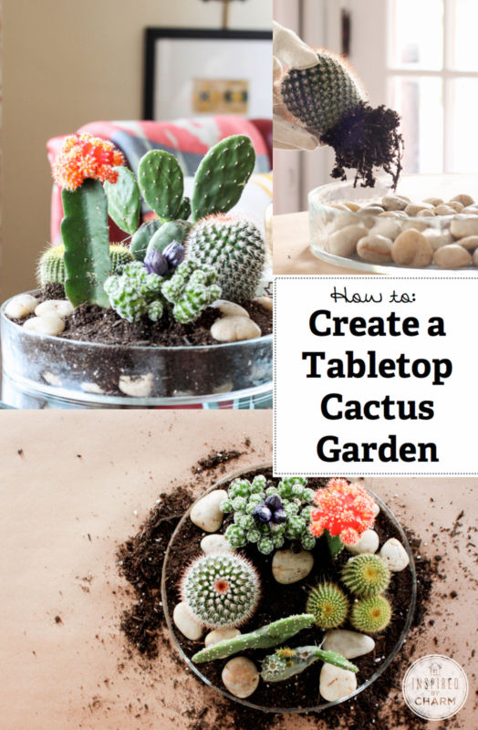 Small cactus gardens that will leave you speechless