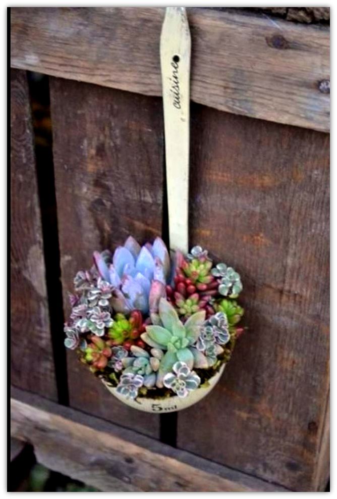 Fascinating Succulent Plants Designs You Need To Check