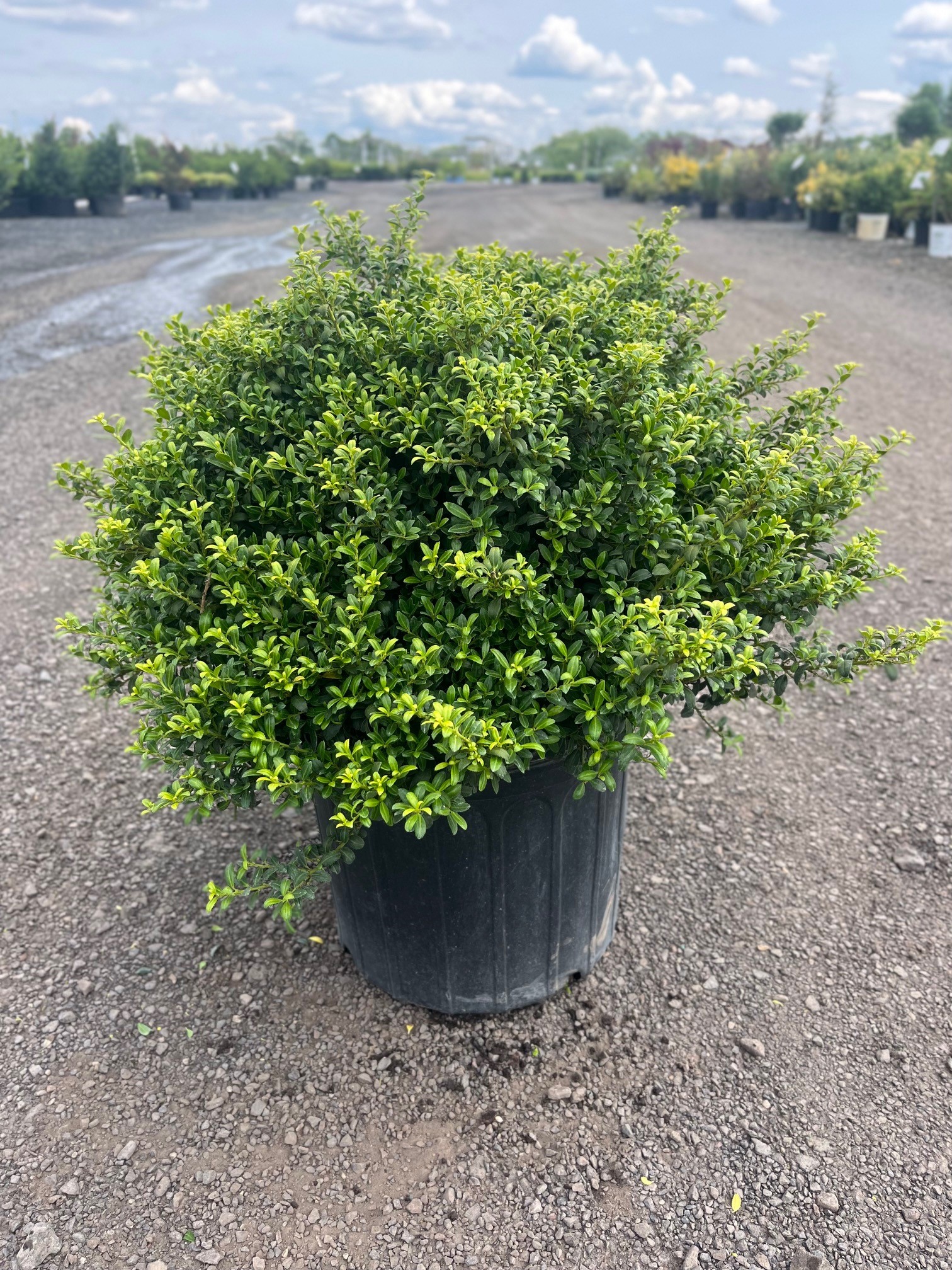 Ilex c. ‘Soft Touch’; Soft Touch Holly Feeney's Wholesale Nursery