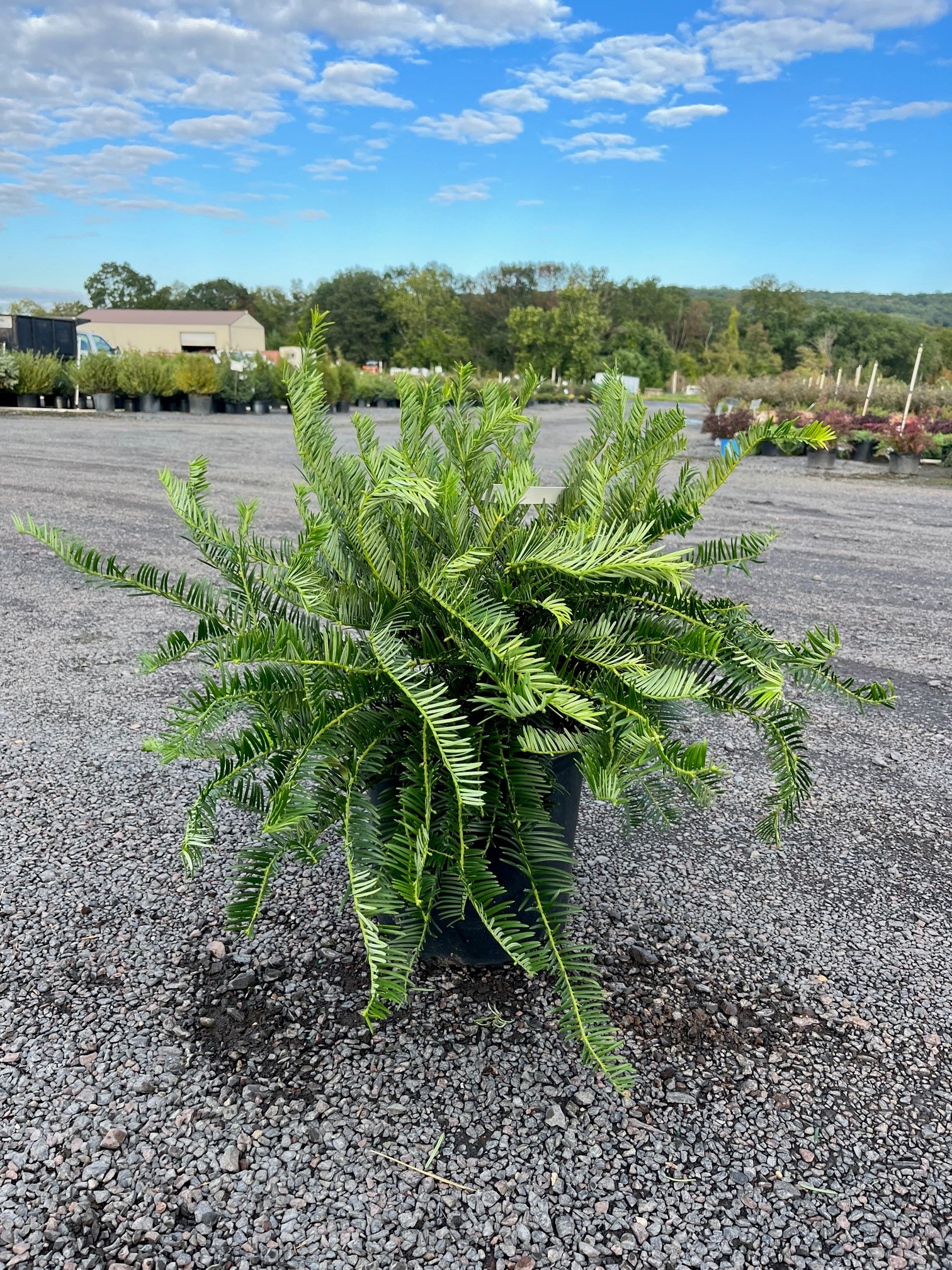 Cephalotaxus h. ‘Prostrata’; Prostrate Plum Yew Feeney's Wholesale