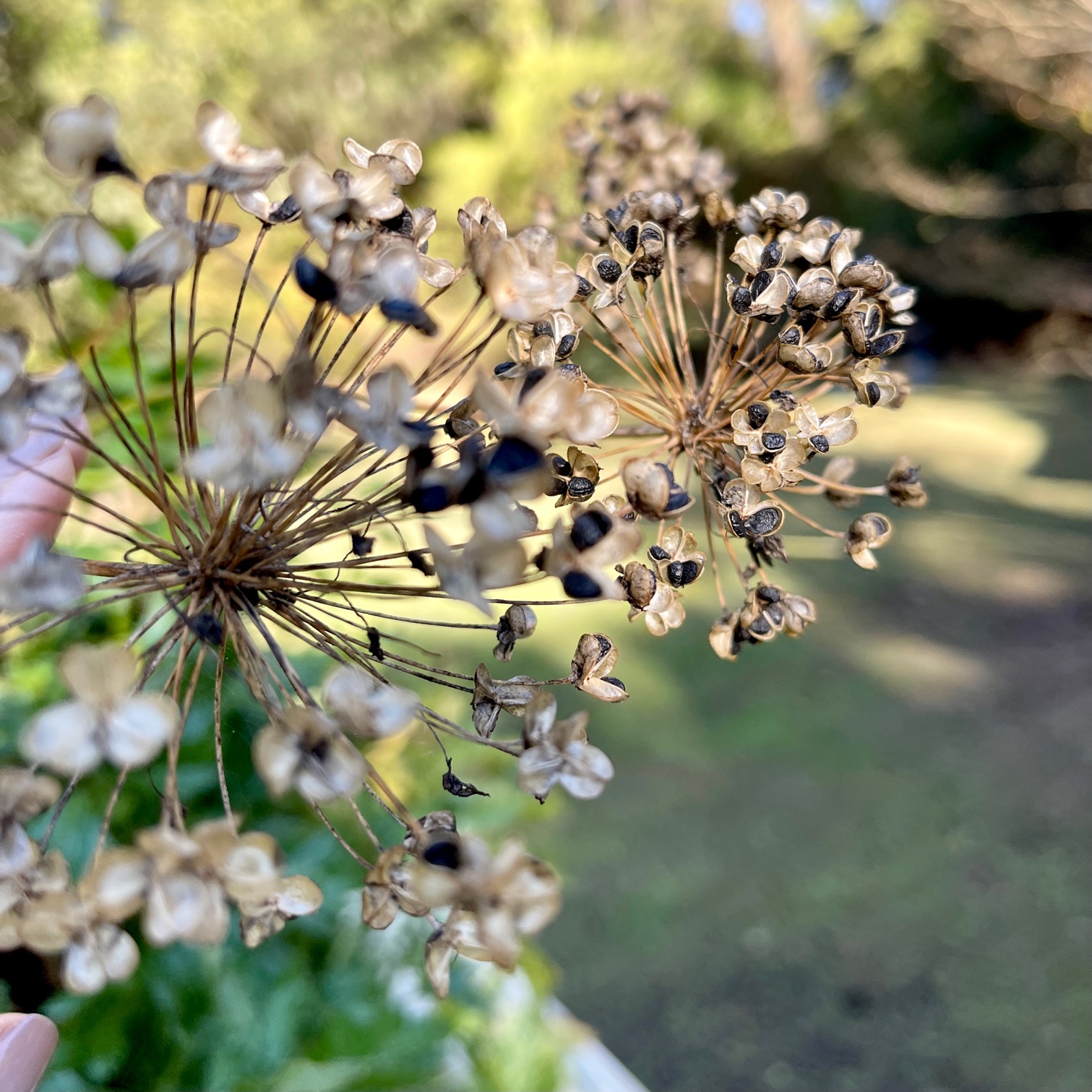 Harvesting Chive Seeds A Complete Guide My Heart Lives Here