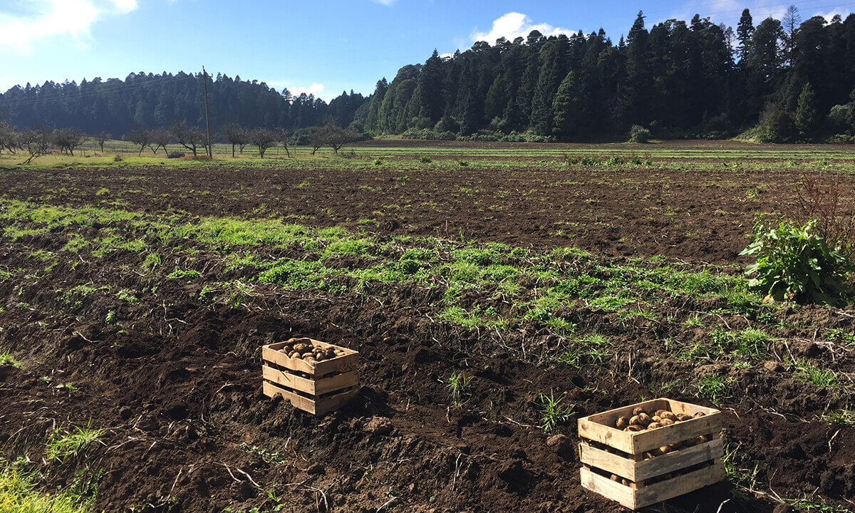 Agricultural Free Patent Reform Act (R.A. 11231) Foundation for