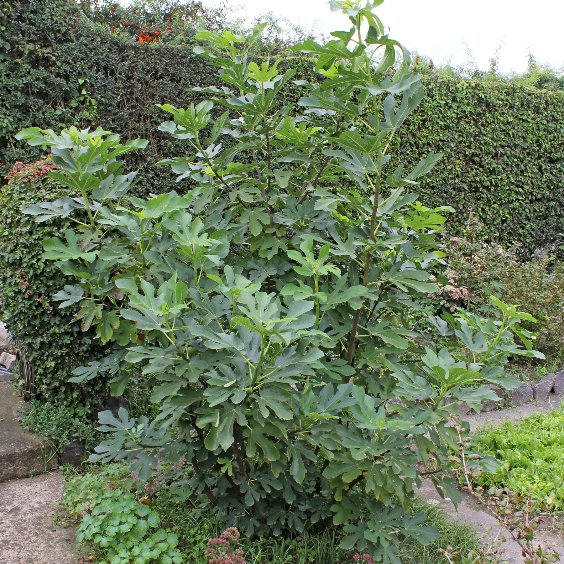 Der Feigenbaum im Garten, Kübel oder Topf