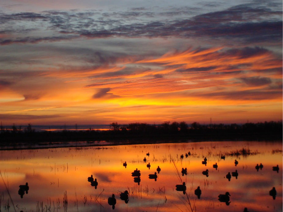 Sacramento Duck Hunting Feisty Fish Guide Service