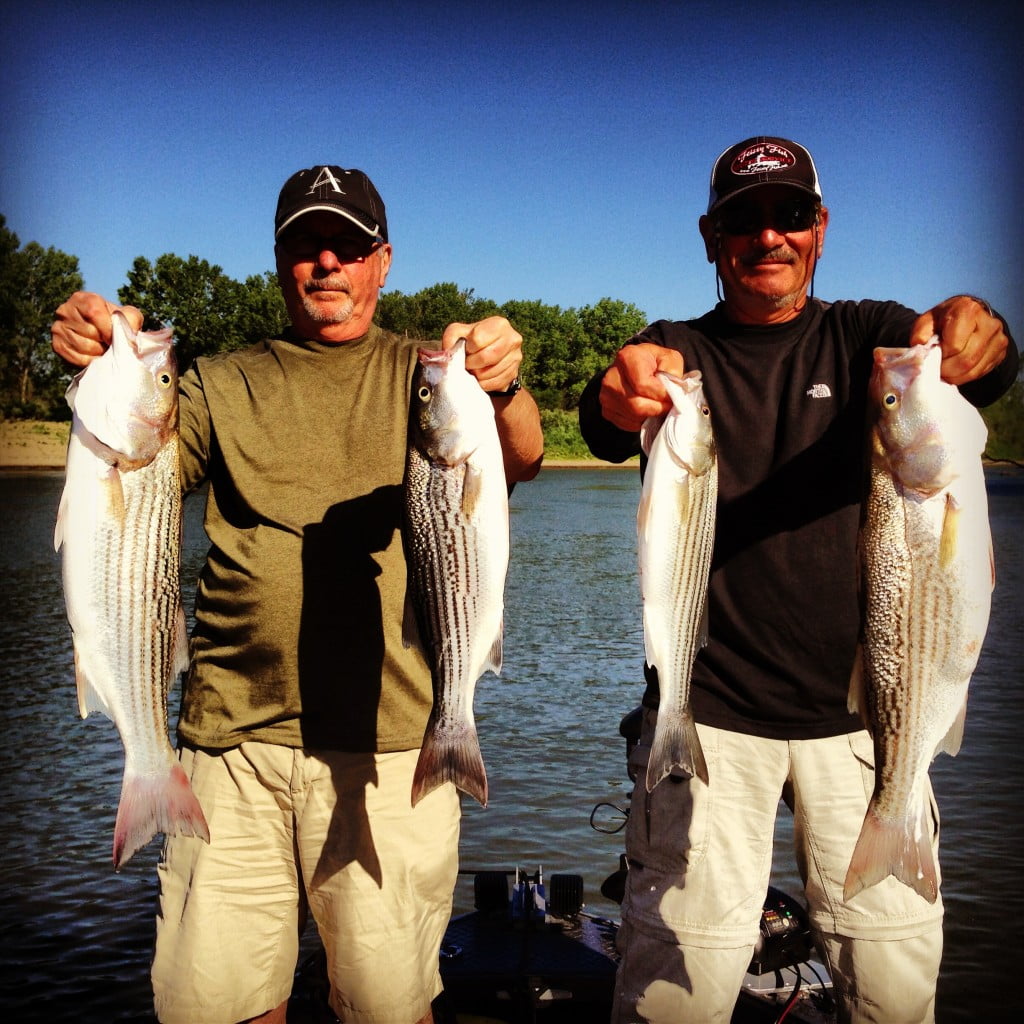 Sacramento & Feather River Fishing Report 522013 Feisty Fish Guide