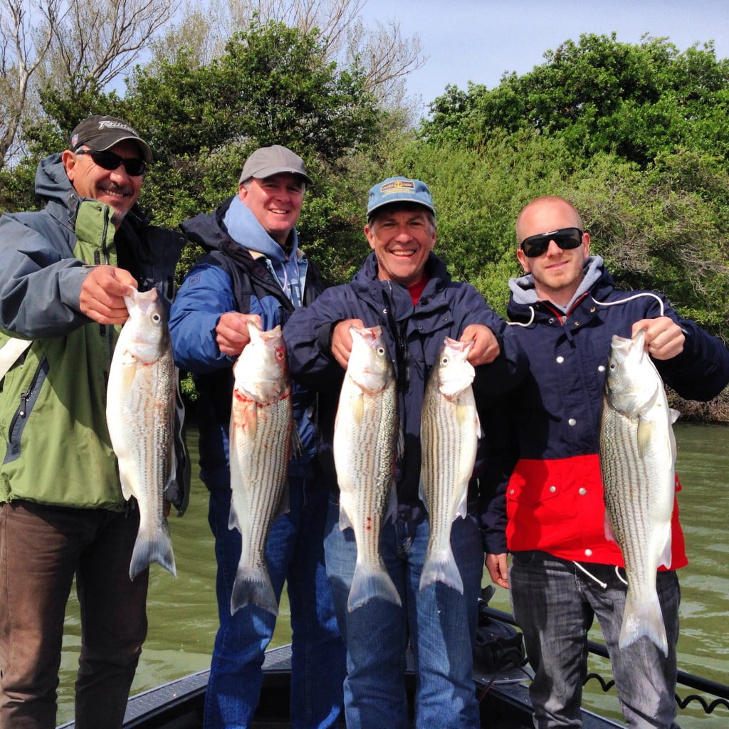 California Delta Stripers Feisty Fish Guide Service