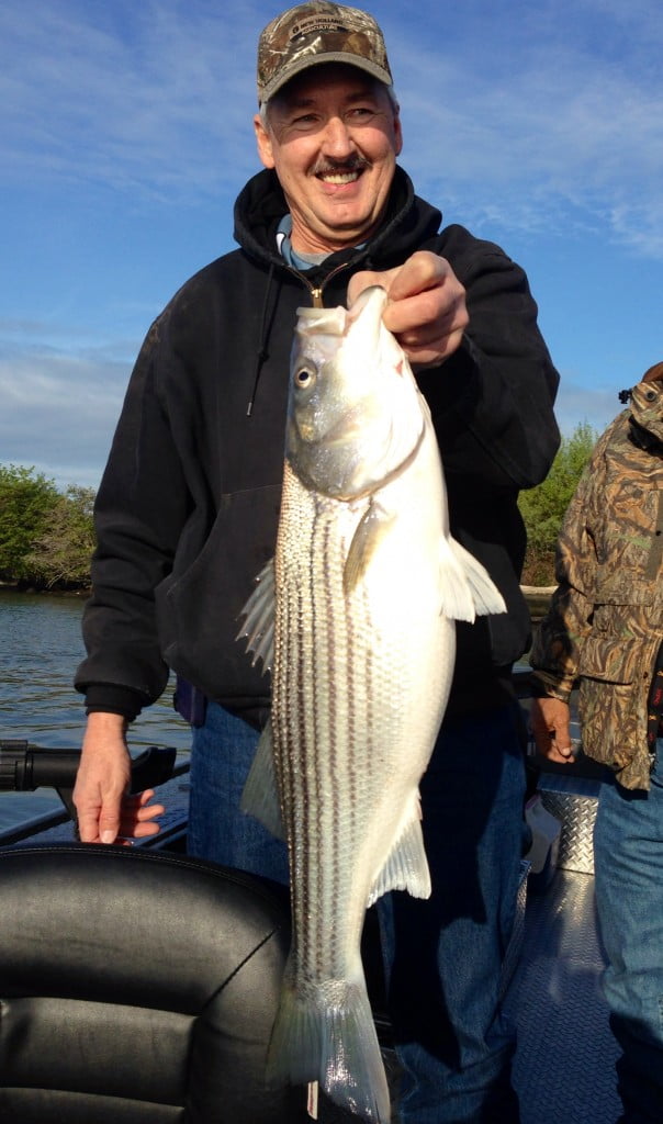 California Delta Stripers Feisty Fish Guide Service
