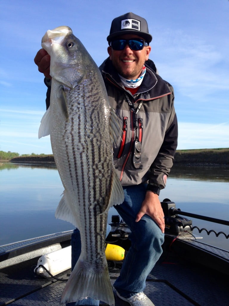 California Delta Striped Bass Feisty Fish Guide Service