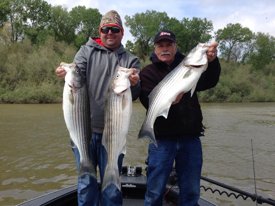 Sacramento River Striped Bass Feisty Fish Guide Service