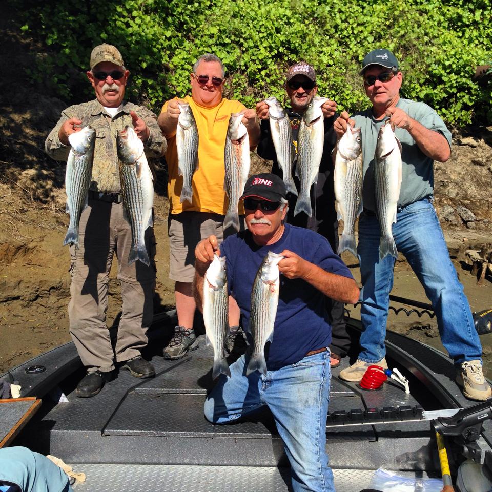 Sacramento River Striped Bass Feisty Fish Guide Service