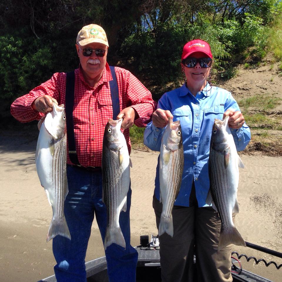 Sacramento River Stripers