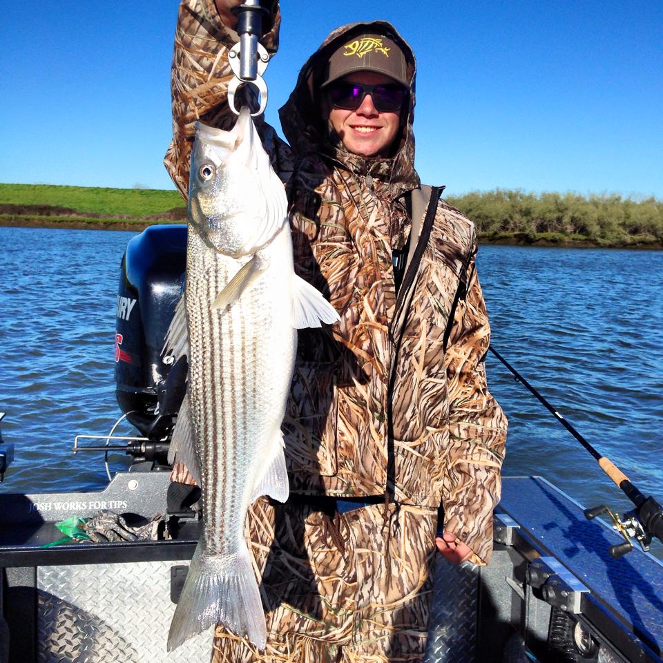 CA Delta Stripers Feisty Fish Guide Service