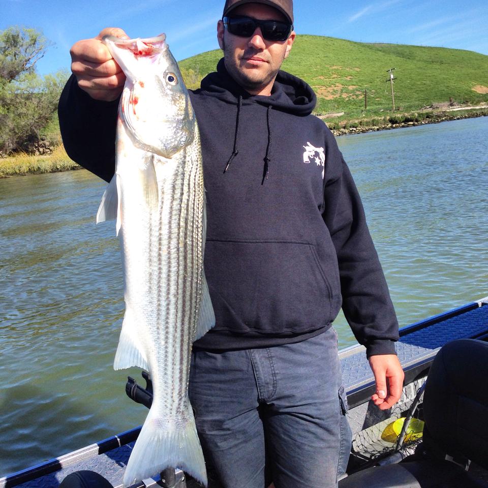 CA Delta Stripers Feisty Fish Guide Service