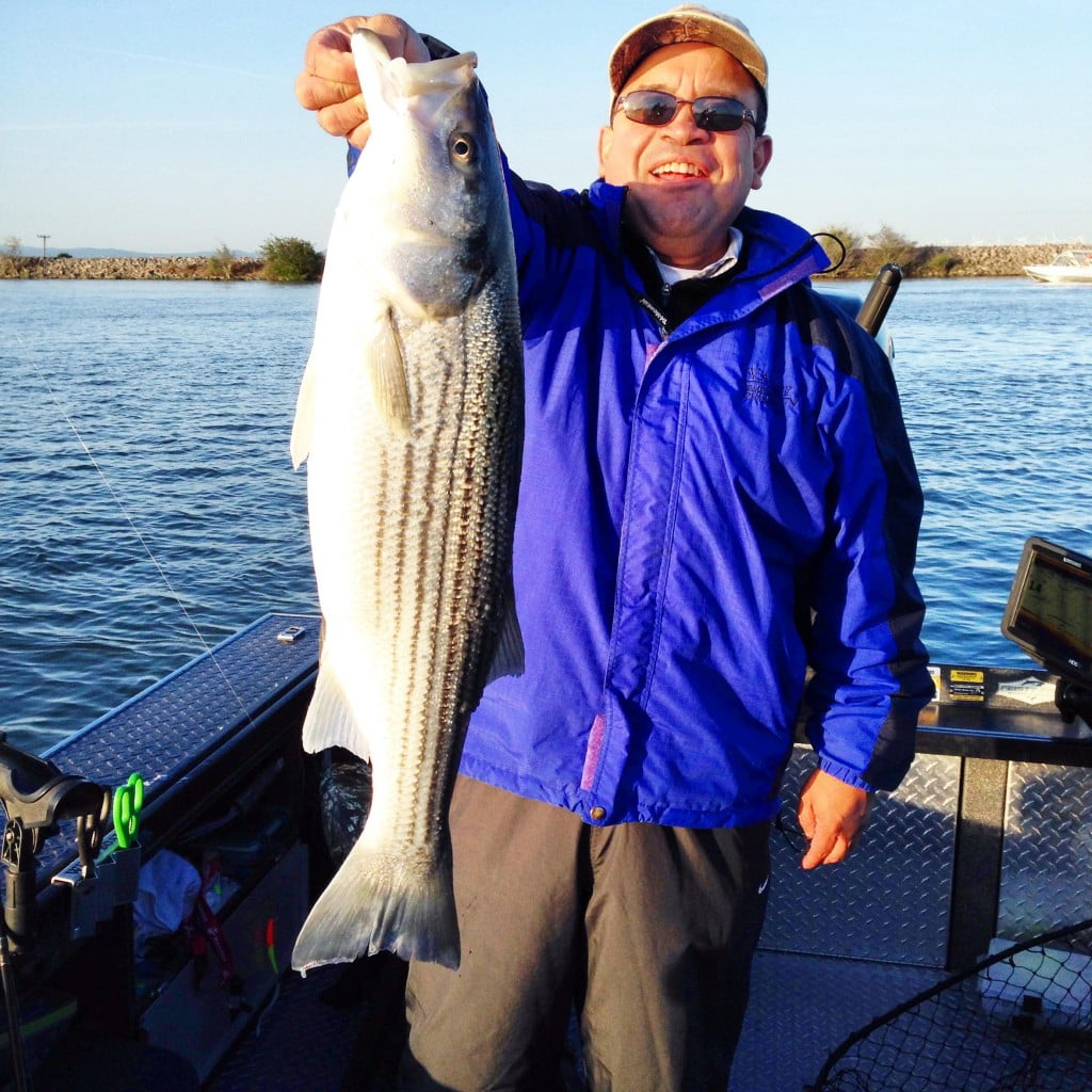 California Delta Striped Bass Fishing Feisty Fish Guide Service