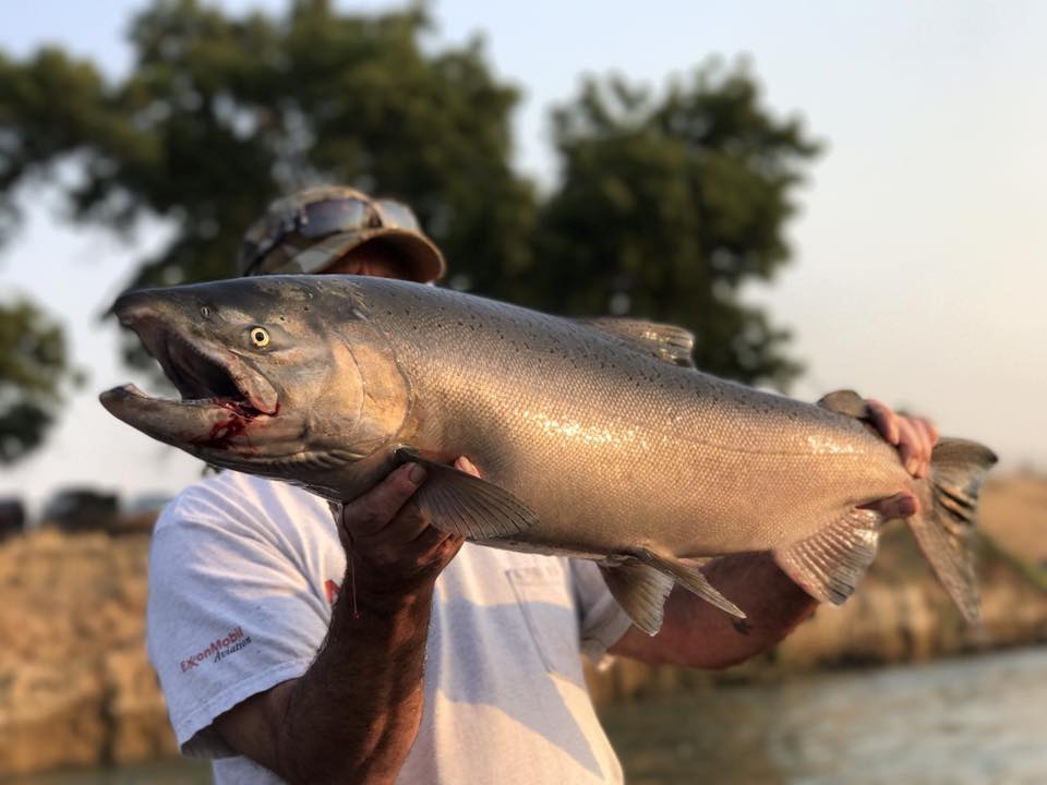 Feather River King Salmon Fishing Feisty Fish Guide Service