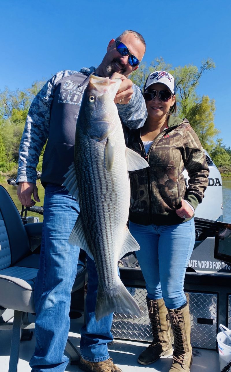 Sacramento River Striped Bass Feisty Fish Guide Service