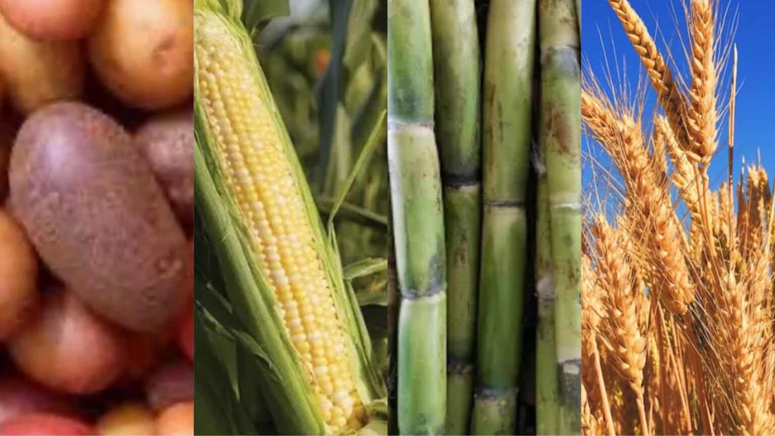 What is Vodka Made From? feləne® Organic Sugarcane vodka